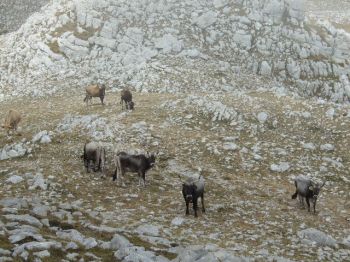 070920 Wanderung Servaci 143, Büffelherde .jpg